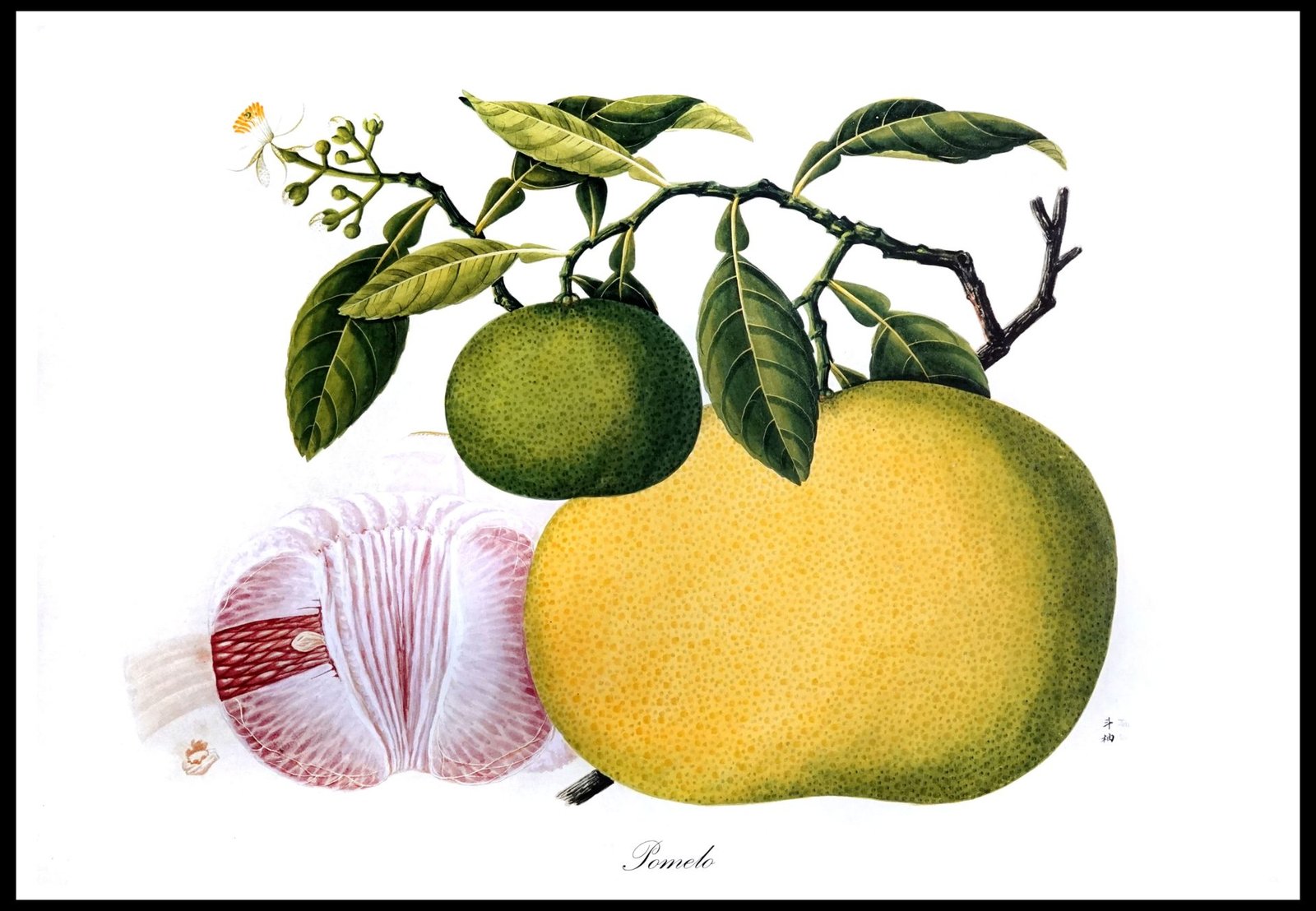 ALP E13020 Pomelo (Antique Prints)